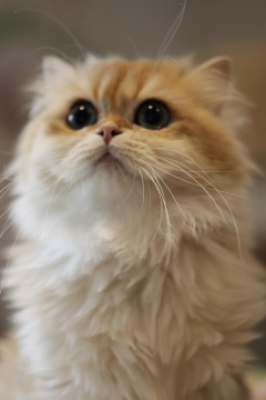 CATSNCO